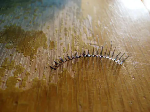 Une rangée de cils posée sur du bois