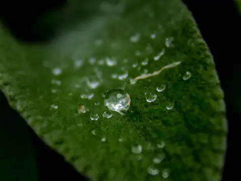 Gouttes d’eau sur une feuille verte